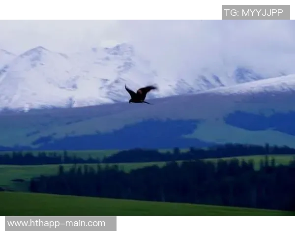 半岛都市报：新疆男篮状态平平今晚雄鹰力争首次突破天山高峰